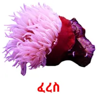 ፈረስ picture flashcards