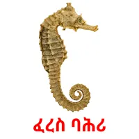 ፈረስ ባሕሪ picture flashcards