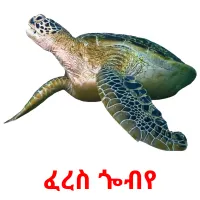 ፈረስ ጐብየ picture flashcards