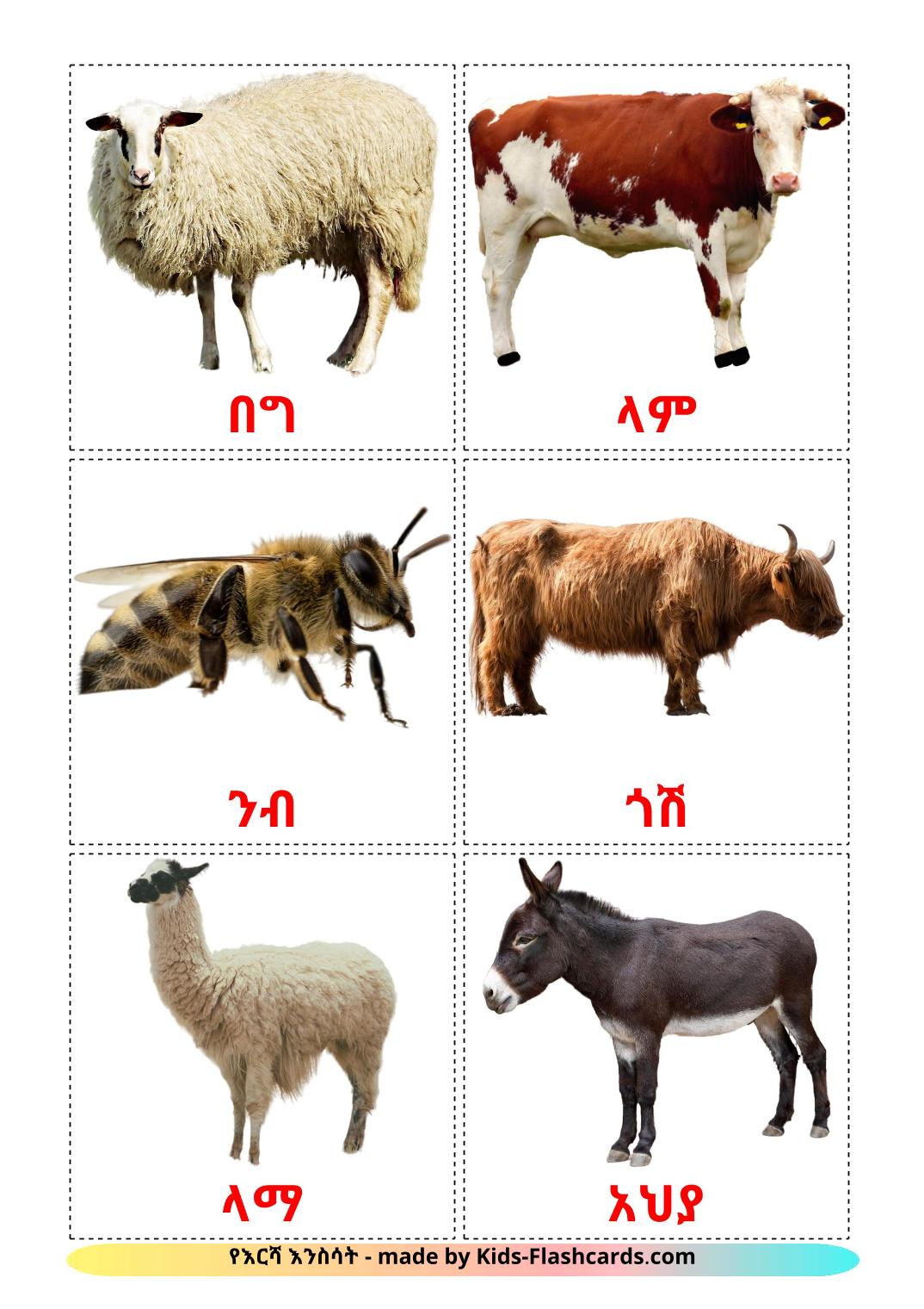 Farm animals - 15 Free Printable tigrigna Flashcards 