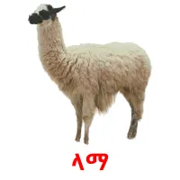 ላማ ansichtkaarten