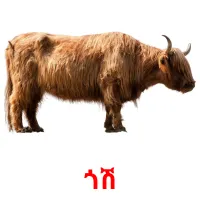 ጎሽ Bildkarteikarten