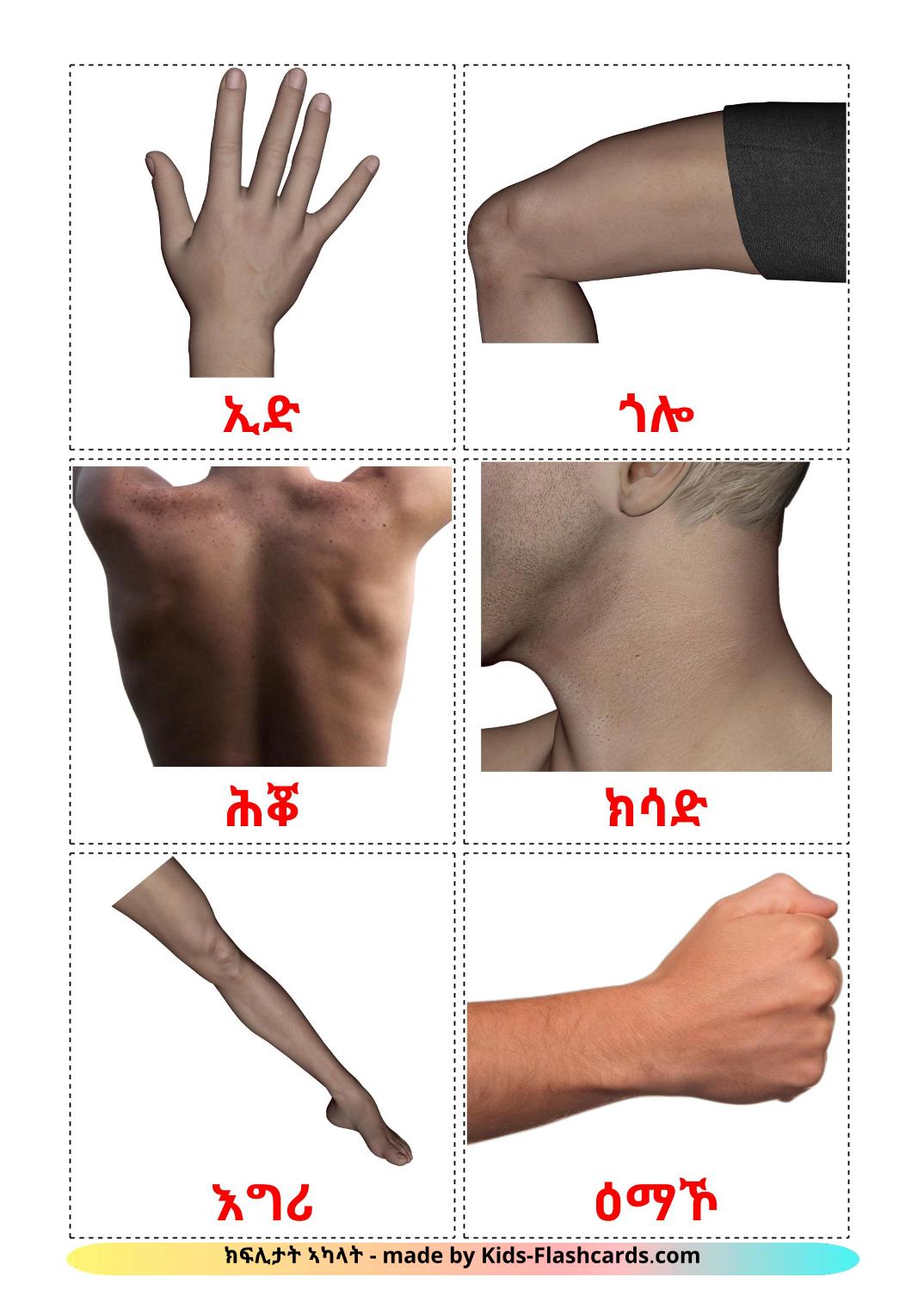 Body Parts - 26 Free Printable tigrigna Flashcards 