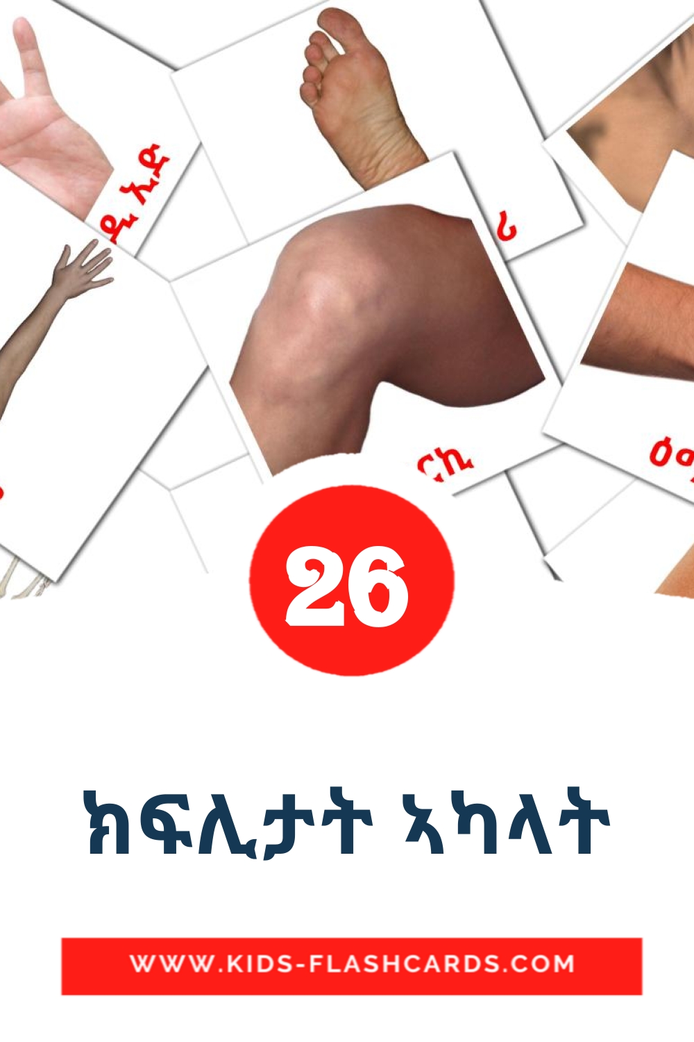 26 tarjetas didacticas de ክፍሊታት ኣካላት para el jardín de infancia en tigrigna