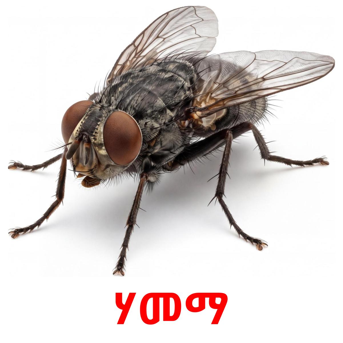 Tigani Insect 118 FREE Tigrigna Animals Flashcards | PDF