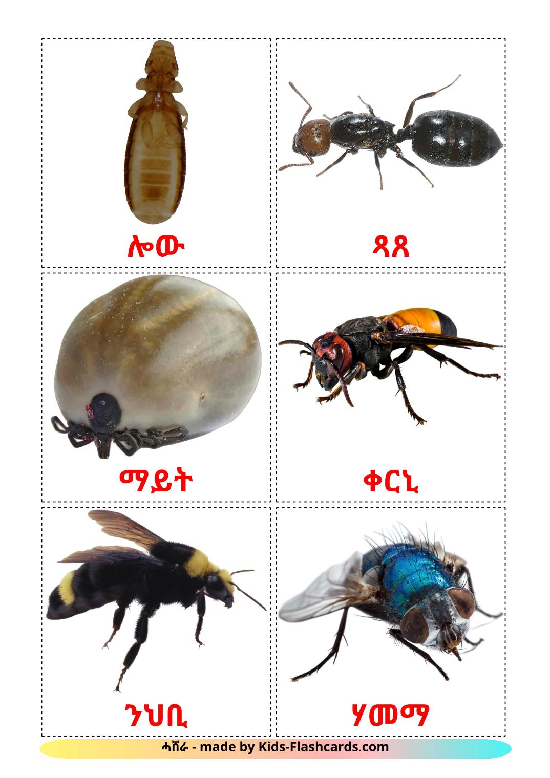 Les Insectes - 23 Flashcards tigrigna imprimables gratuitement