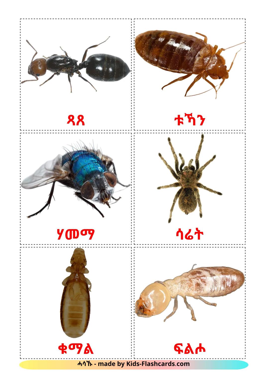 Insectos - 24 fichas de tigrigna para imprimir gratis 