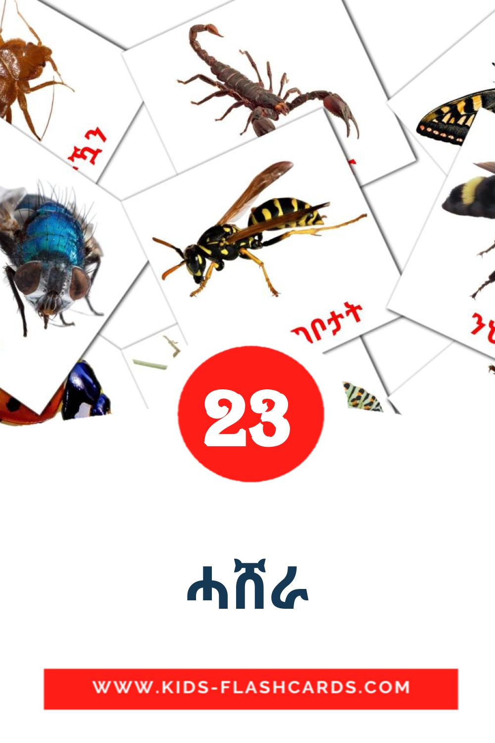 23 cartes illustrées de ሓሸራ pour la maternelle en tigrigna