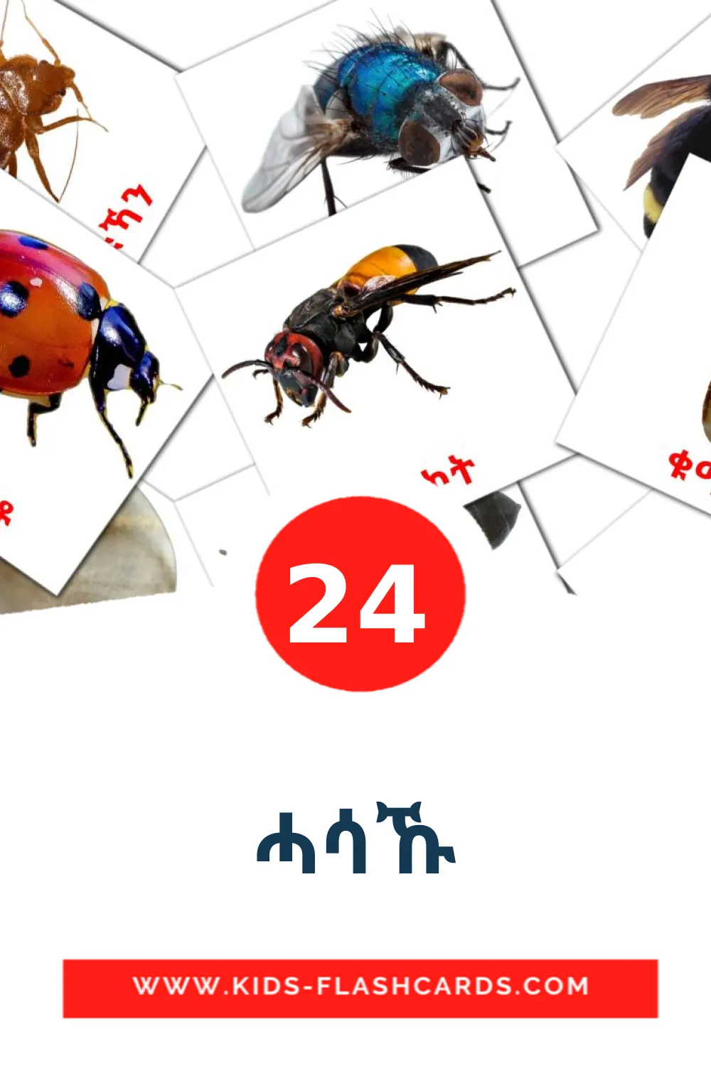 24 tarjetas didacticas de ሓሳኹ para el jardín de infancia en tigrigna