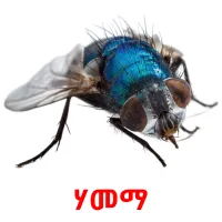 ሃመማ Tarjetas didacticas