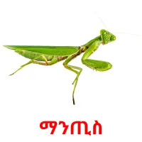 ማንጢስ Tarjetas didacticas