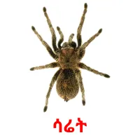 ሳሬት Tarjetas didacticas