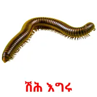 ሽሕ እግሩ Tarjetas didacticas