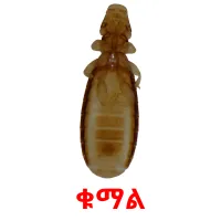 ቁማል Tarjetas didacticas