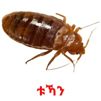 ቱኻን Tarjetas didacticas