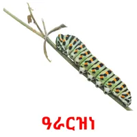 ዓራርዝነ Tarjetas didacticas