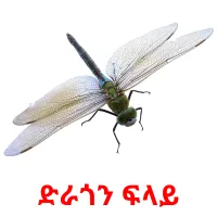 ድራጎን ፍላይ Tarjetas didacticas