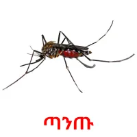 ጣንጡ Tarjetas didacticas