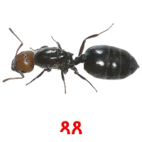 ጻጸ Tarjetas didacticas