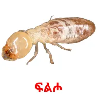 ፍልሖ Tarjetas didacticas