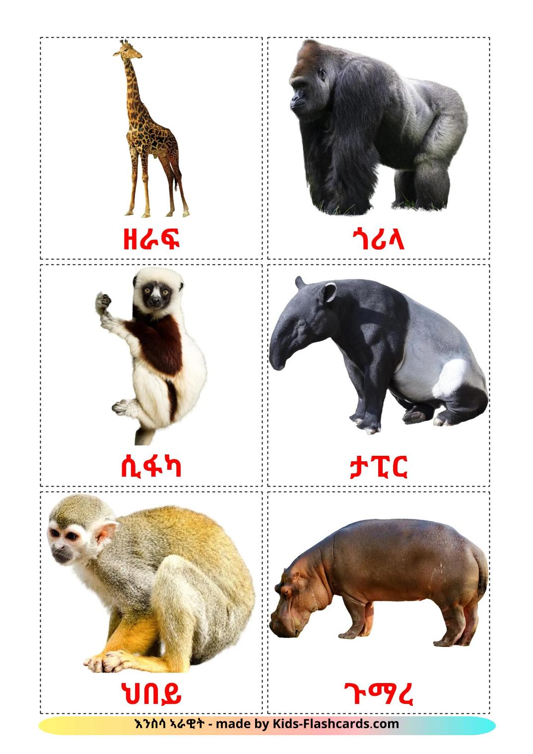 Les Animaux de la Jungle - 22 Flashcards tigrigna imprimables gratuitement