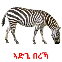 ኣድጊ በረኻ Bildkarteikarten