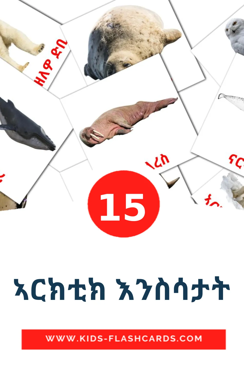 15 bildekort med ኣርክቲክ እንስሳታት for barnehagen på tigrigna