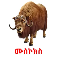 ሙስኮክስ bildekort