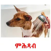ምሕጻብ picture flashcards