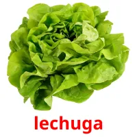 lechuga cartões com imagens