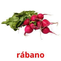 rábano cartões com imagens