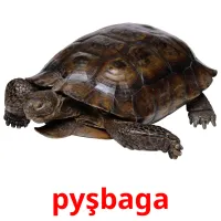 pyşbaga карточки энциклопедических знаний