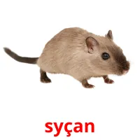 syçan карточки энциклопедических знаний