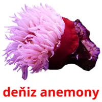 deňiz anemony Tarjetas didacticas