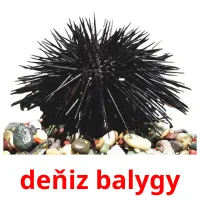 deňiz balygy Tarjetas didacticas