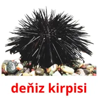 deňiz kirpisi Bildkarten für Kinder