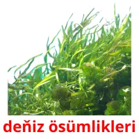 deňiz ösümlikleri Tarjetas didacticas