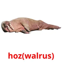 hoz(walrus) Tarjetas didacticas