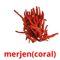 merjen(coral) Tarjetas didacticas