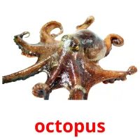 octopus Tarjetas didacticas