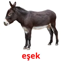 eşek Bildkarteikarten