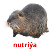 nutriýa picture flashcards