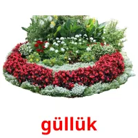 güllük kuvakortit