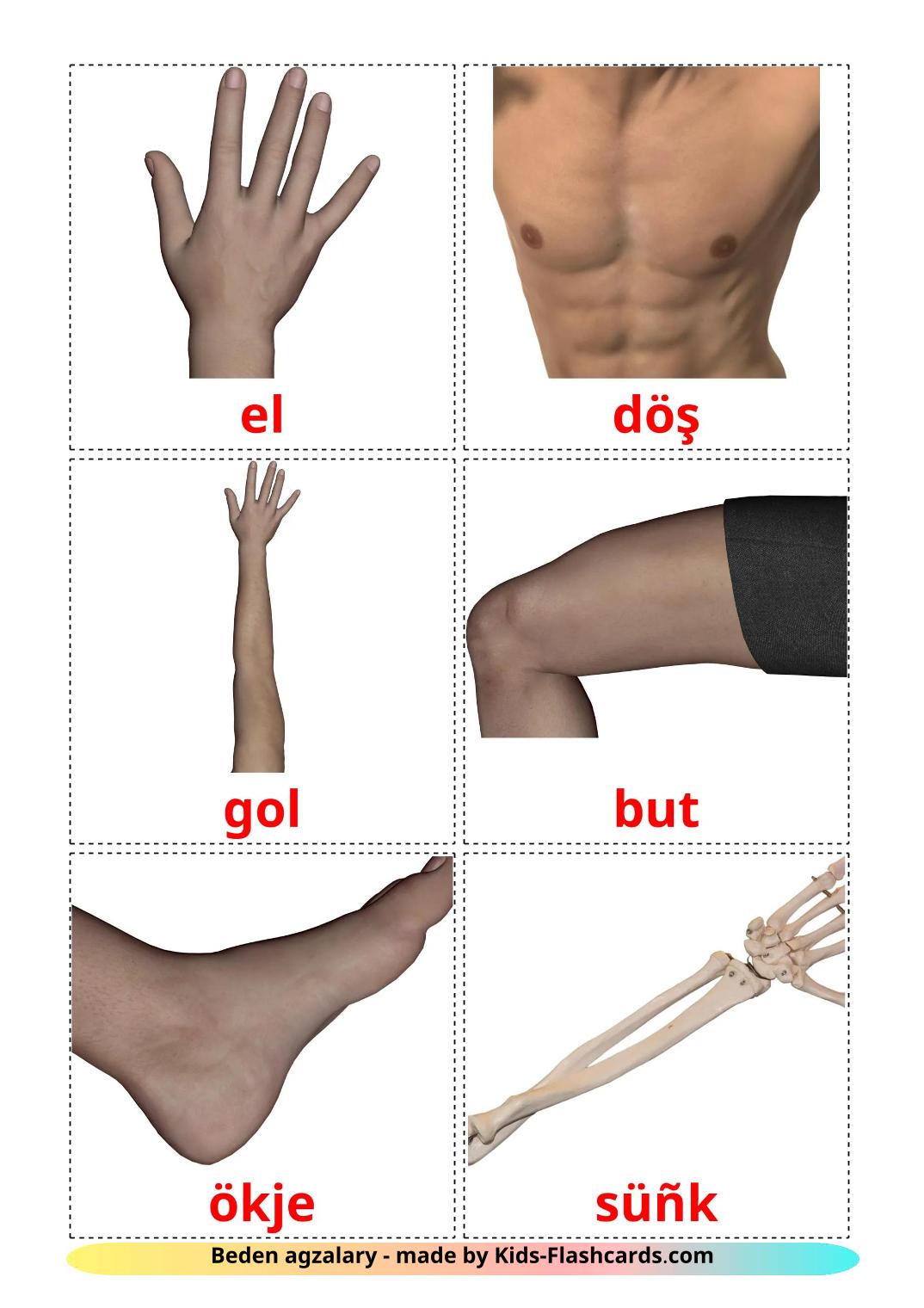 Parties du Corps Humain - 26 Flashcards turken imprimables gratuitement