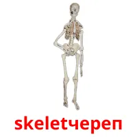 skeletчереп cartes flash