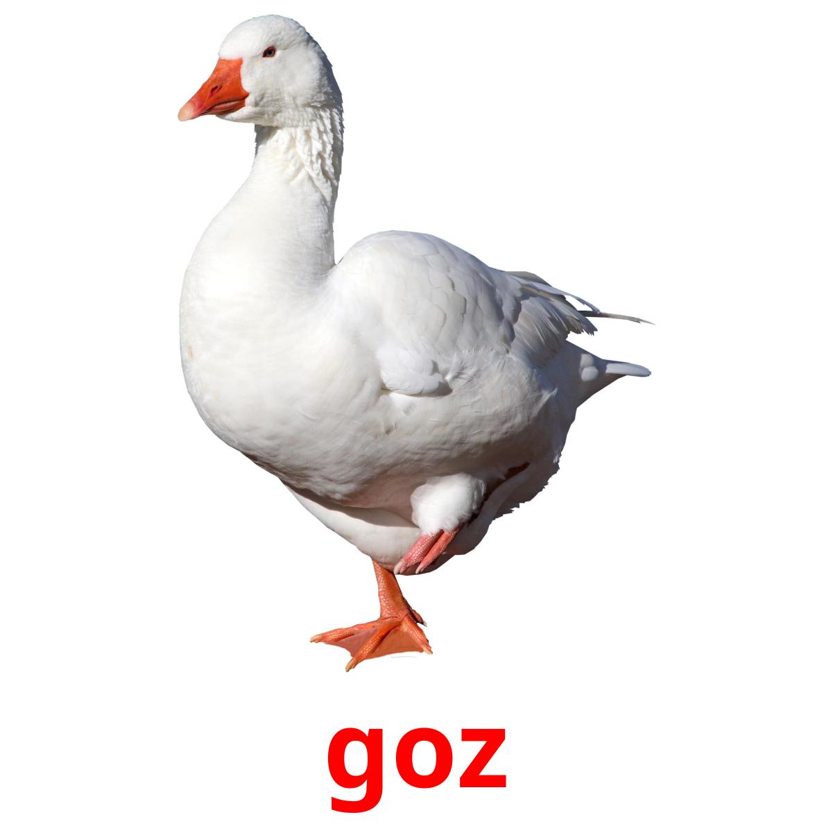 goz goz picture flashcards