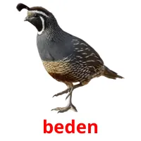 beden flashcards illustrate