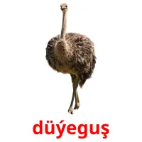 düýeguş flashcards illustrate
