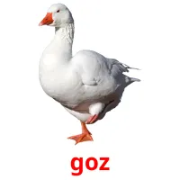 goz flashcards illustrate
