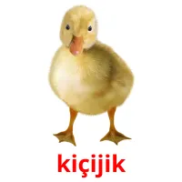 kiçijik flashcards illustrate